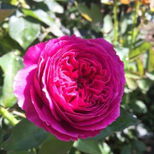 红红火火月季花图片,月季花红色有哪些品种好看