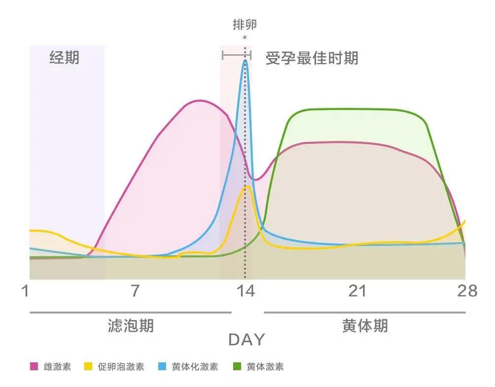 姨妈期真的吃不胖吗测试,姨妈期真的吃什么东西都不会胖吗
