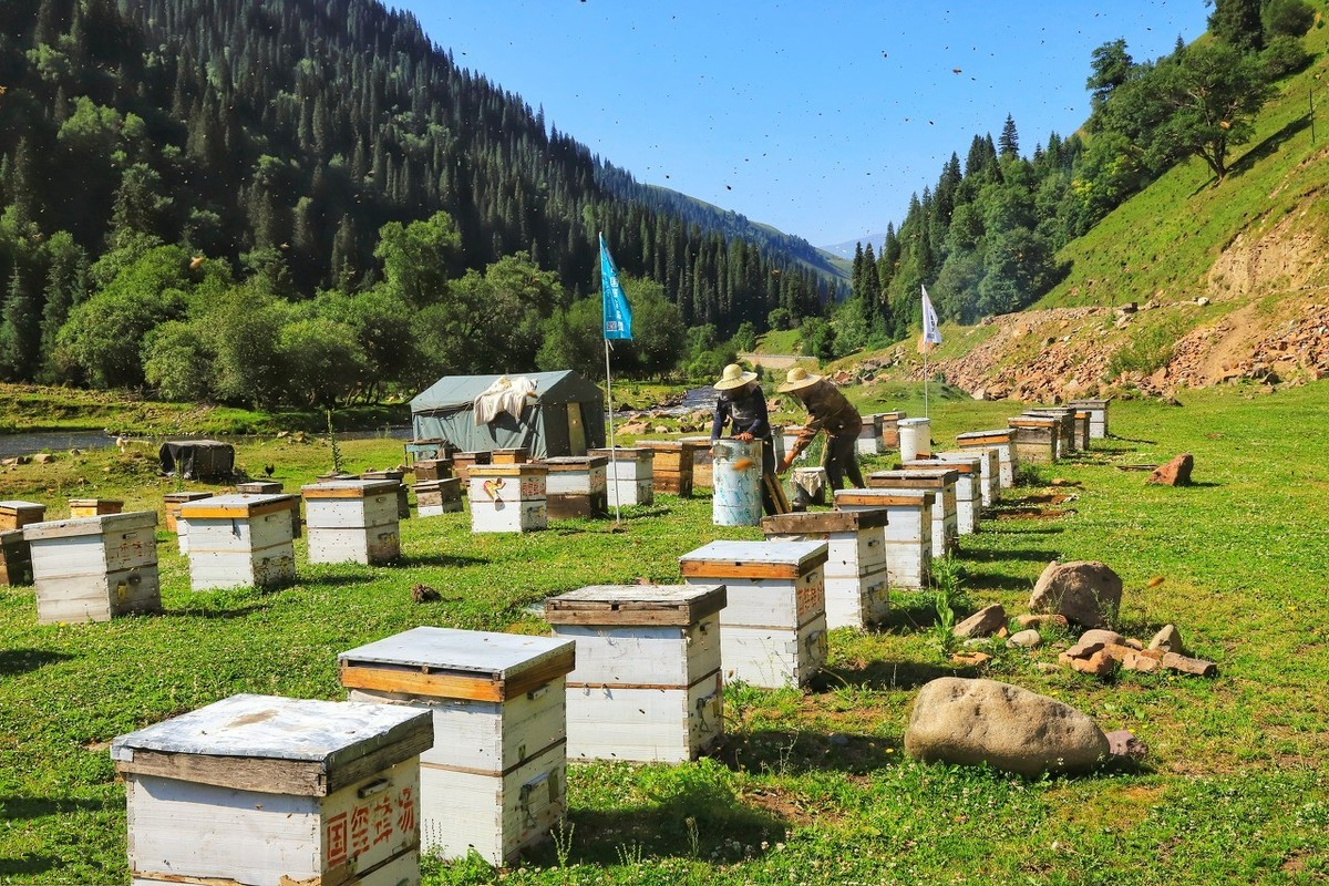 越冬适龄蜂的定义,浙江中蜂适龄越冬蜂