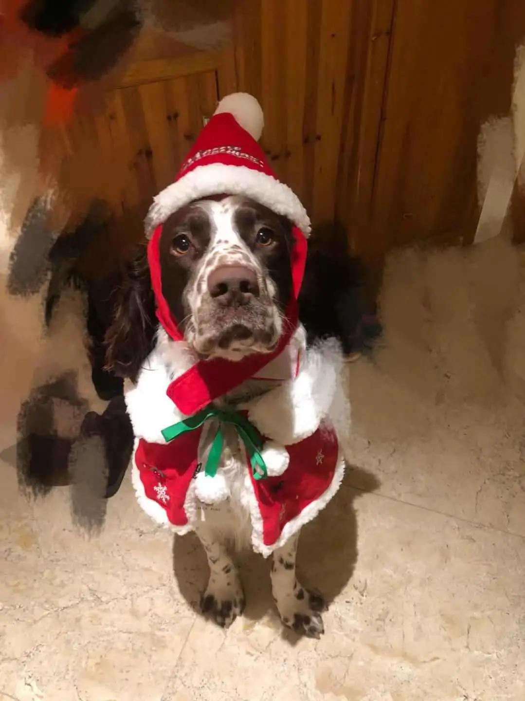 男生猛犬穿女装,男生细狗穿女装