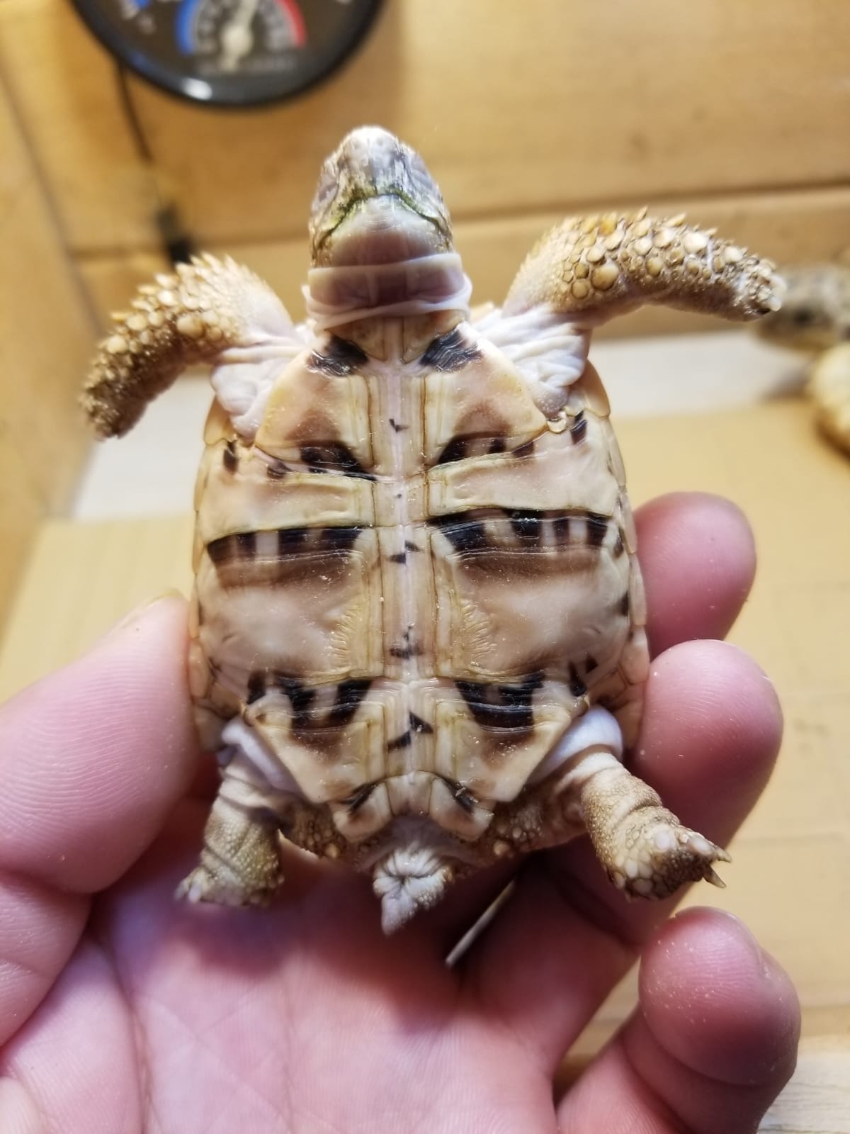 印度星陆龟能养吗,印度星陆龟如何养