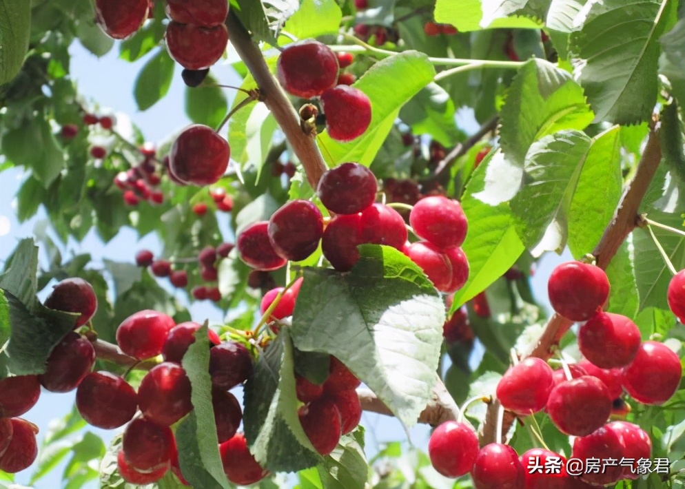 郑州樱桃沟二期动工,2025年樱桃沟规划图片