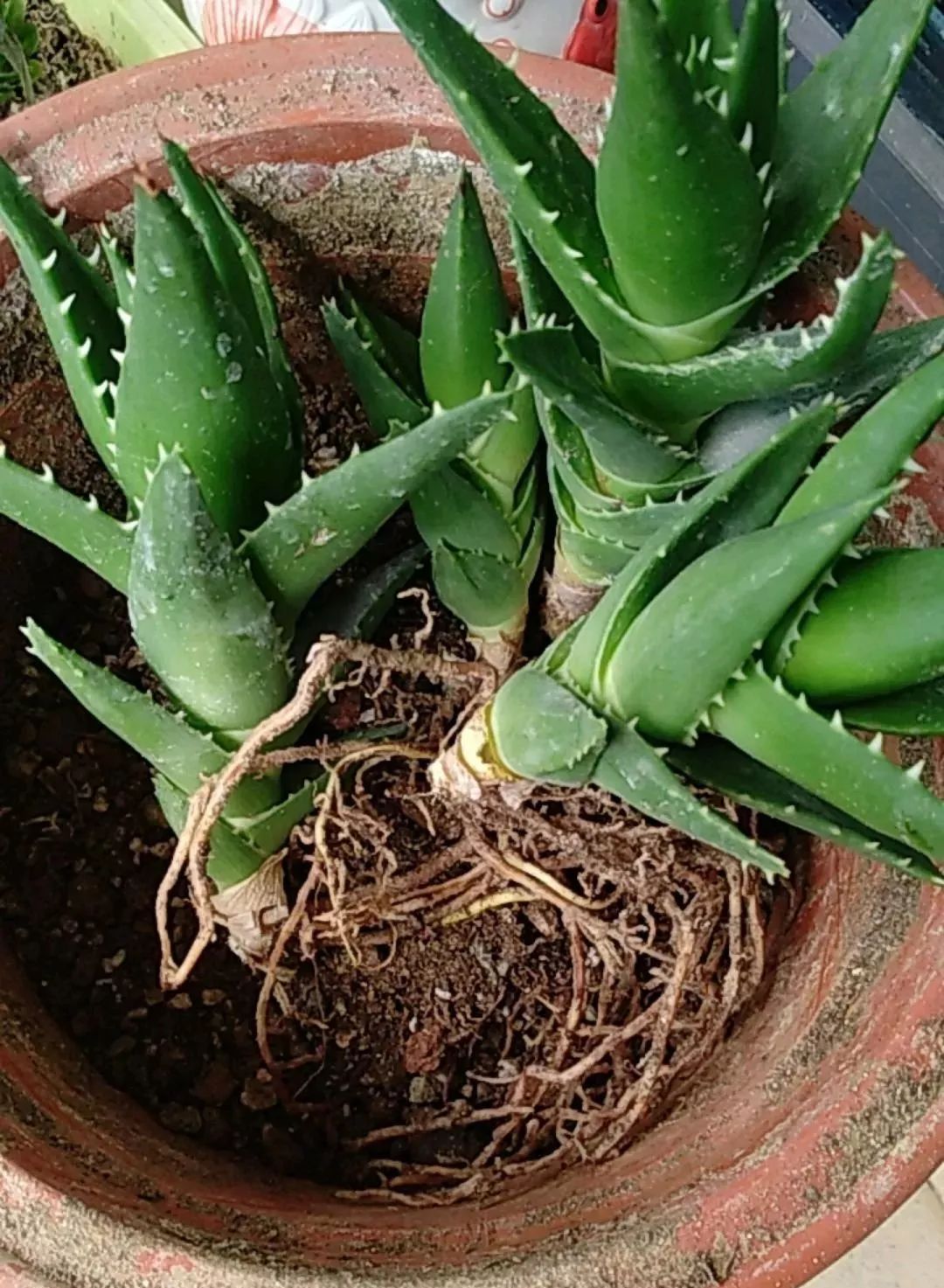 芦荟怎么养才能开花很美,家庭养芦荟最好的方法