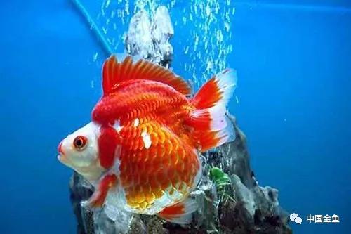 金鱼饲养的小技巧轻松养好金鱼,金鱼的饲养与管理方法图片