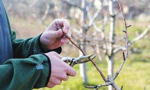 晚秋黄梨栽培技术与管理方法,晚秋黄梨什么时候授粉