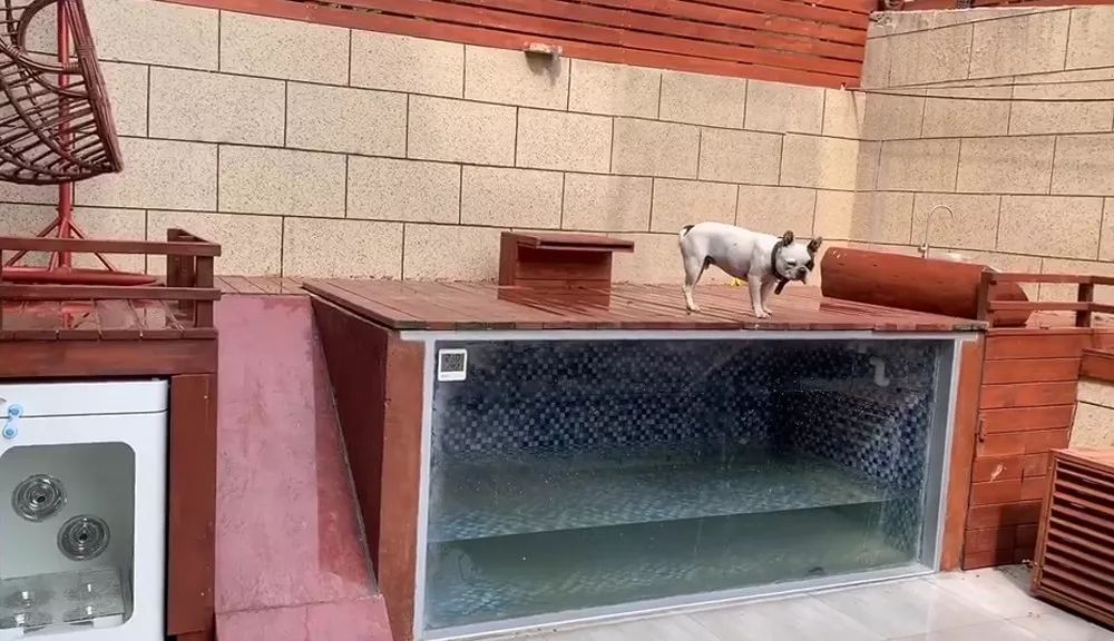 别墅泳池阳光房，秋千滑梯投影仪...豪华狗院子曝光