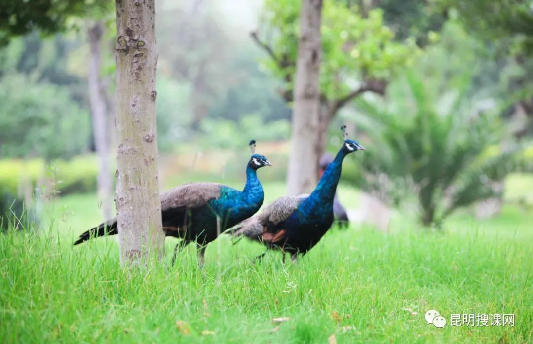昆明第十中学白塔校区初一,昆明中学实力排名前十名