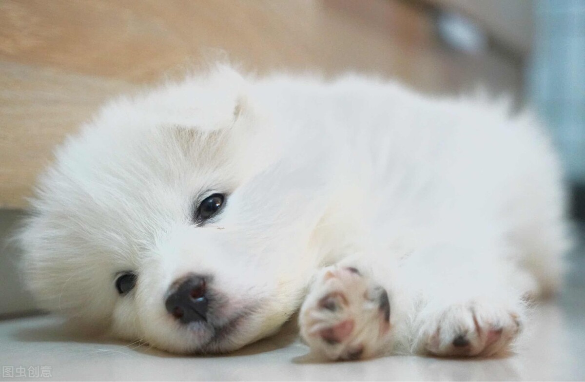 微笑天使萨摩耶剃完毛,微笑天使萨摩耶