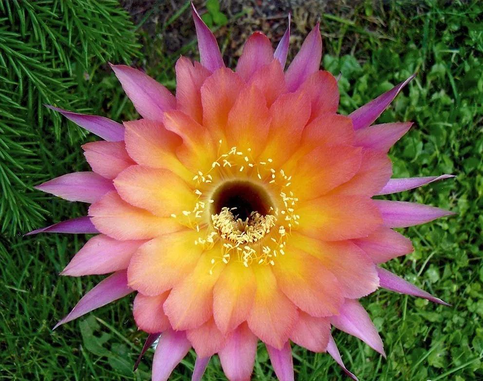 100种仙人球开花图鉴，平时丑丑的它们，开起花来，惊艳