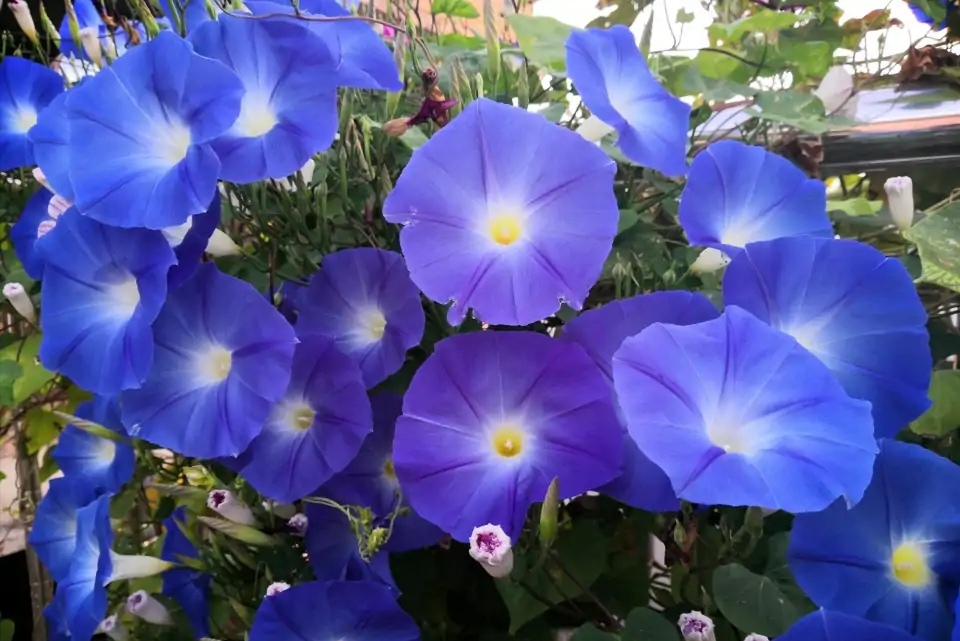 养牵牛花需要什么土,养牵牛花