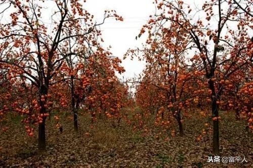 清秋，火红的思念