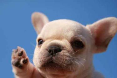 狗狗得了真菌用什么药比较好,狗狗得了真菌皮肤病怎么治