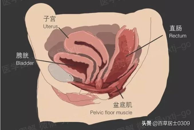 产后漏尿修复盆底肌紧致简单动作,产后漏尿修复盆底肌简单动作