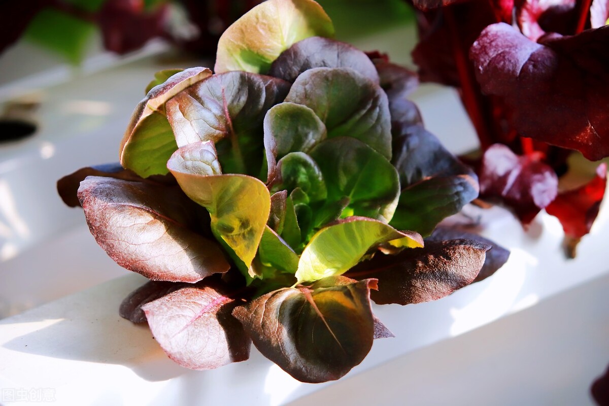 无土栽培营养液配方可种什么菜,无土栽培营养液配方原料哪里卖