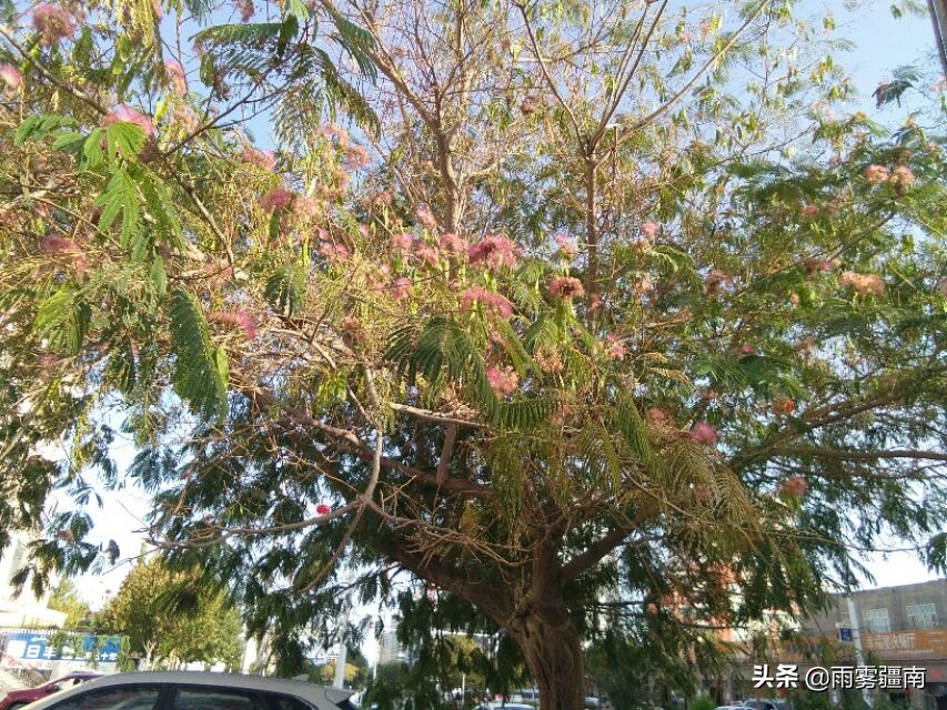 读古诗词，赏阿图什*欢合**花