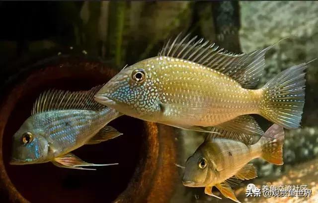 食土鲷一般多大尺寸,食土鲷哪个品种小一点