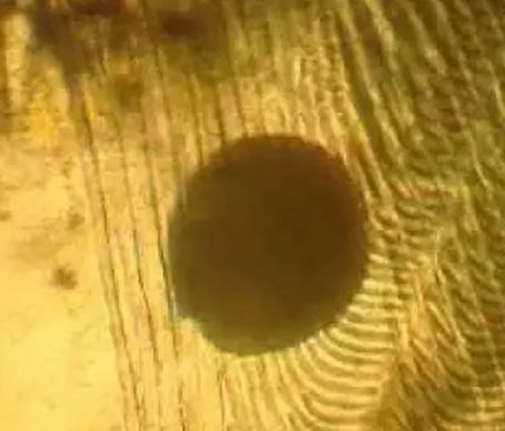 水产镜检虫图片,水产养殖常见虫类图