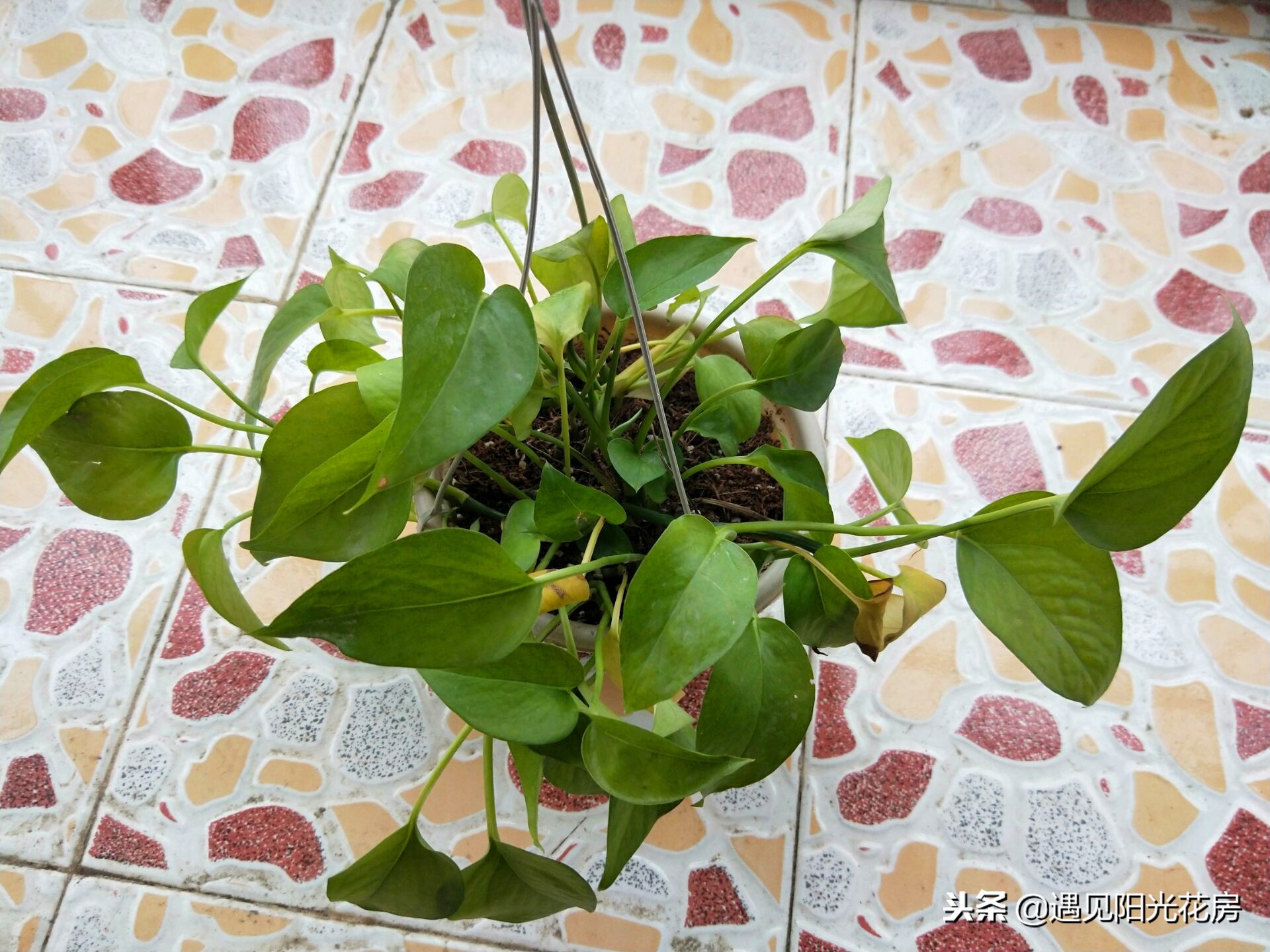 水培绿萝的叶子为什么卷曲不舒展,绿萝新长出来的叶子为什么卷曲