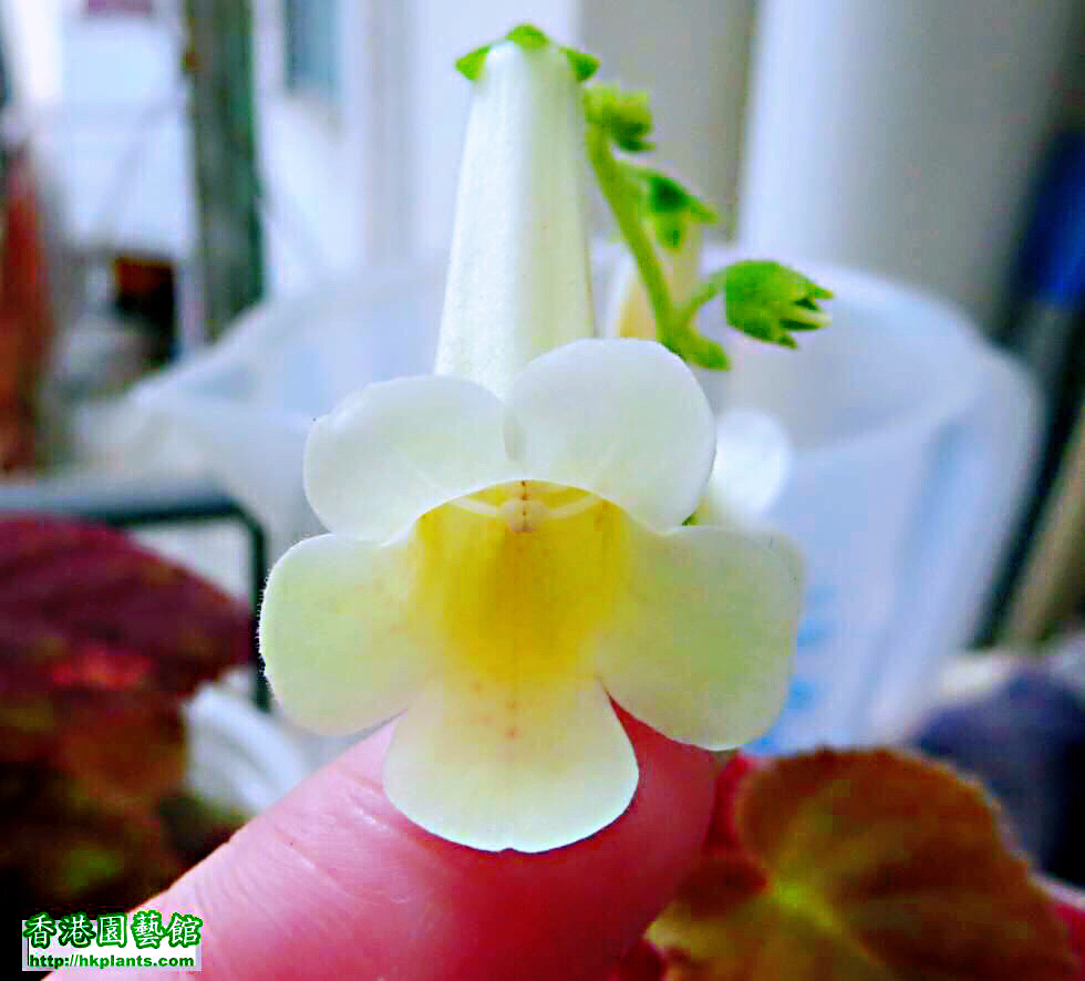 非洲紫罗兰盆栽,紫罗兰花卉盆栽图片