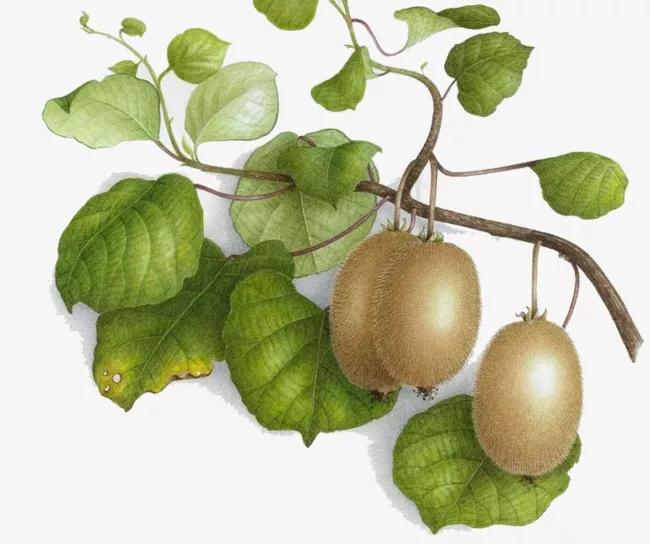 当中草药遇上二十四节气,大雪中的猕猴桃