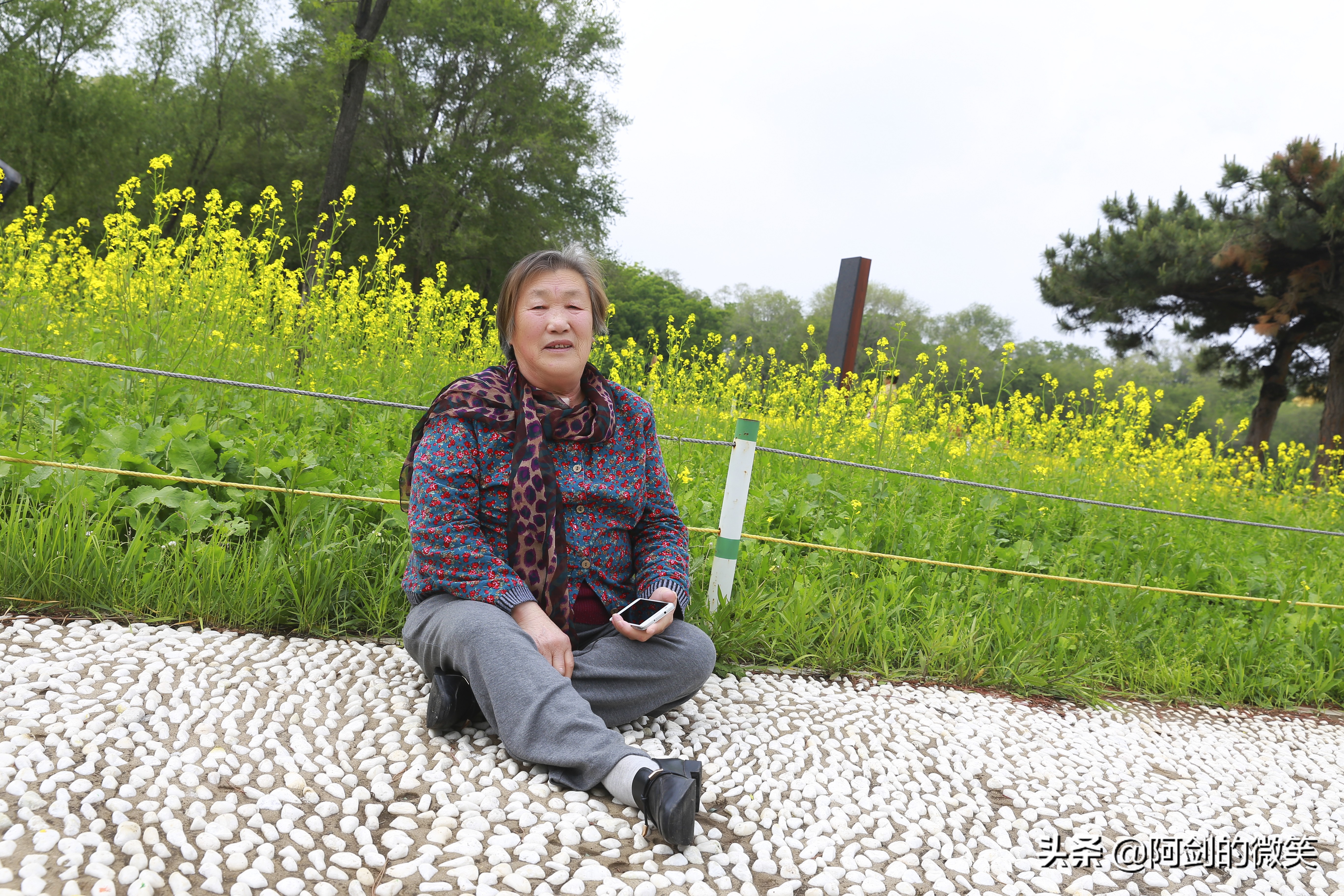 沈阳十一假期哪里有花海,沈阳玫瑰小镇温泉花海两日游