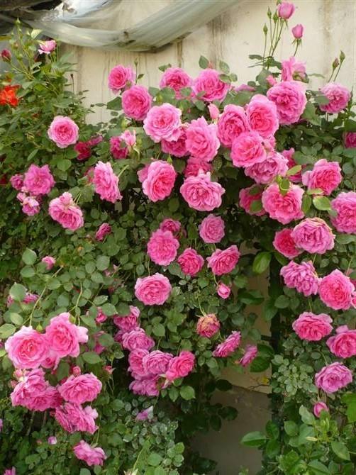 藤本月季地被月季,持续开花性好的爬藤月季