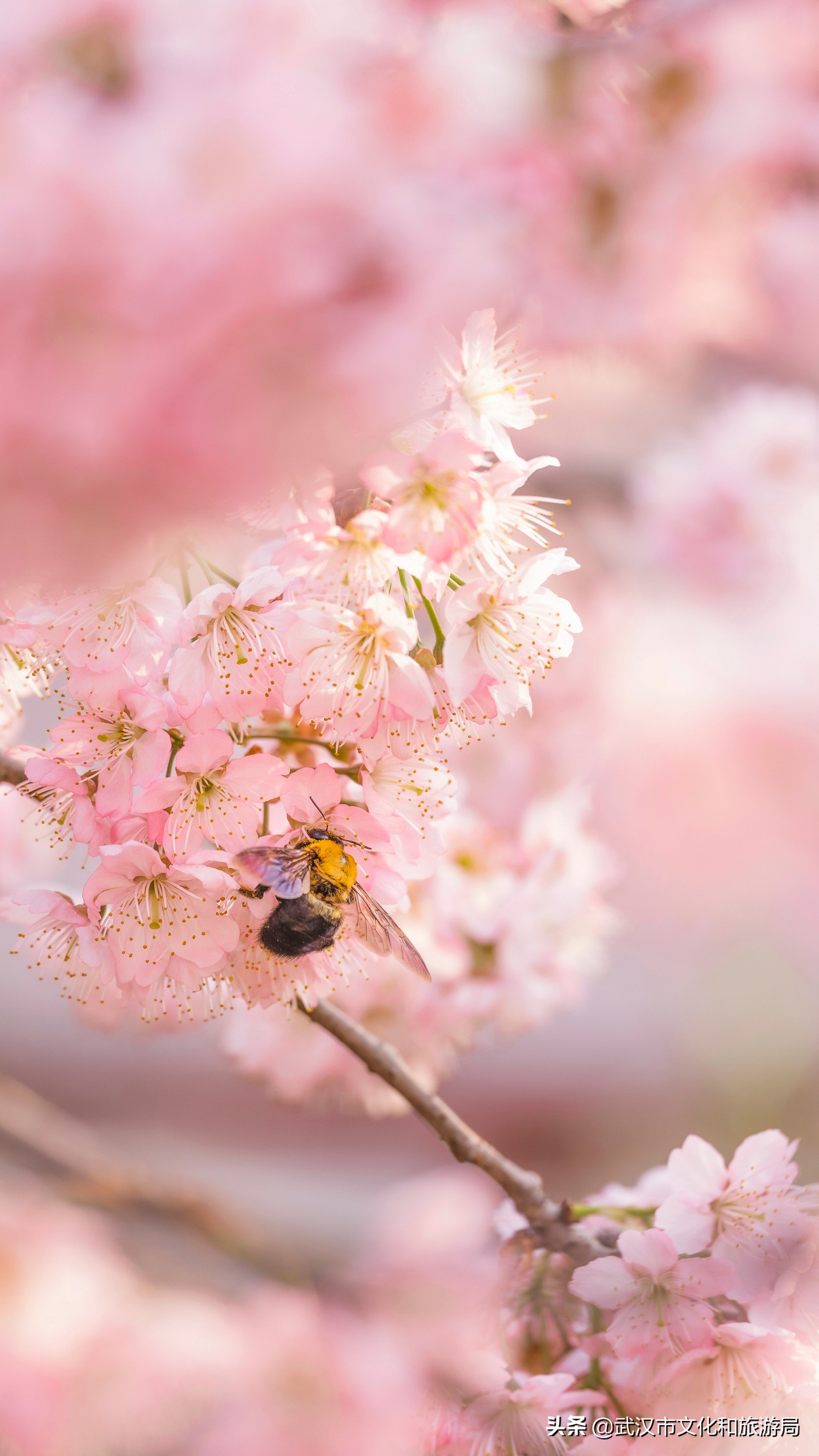 武汉东湖樱花门票,武汉看樱花的景点