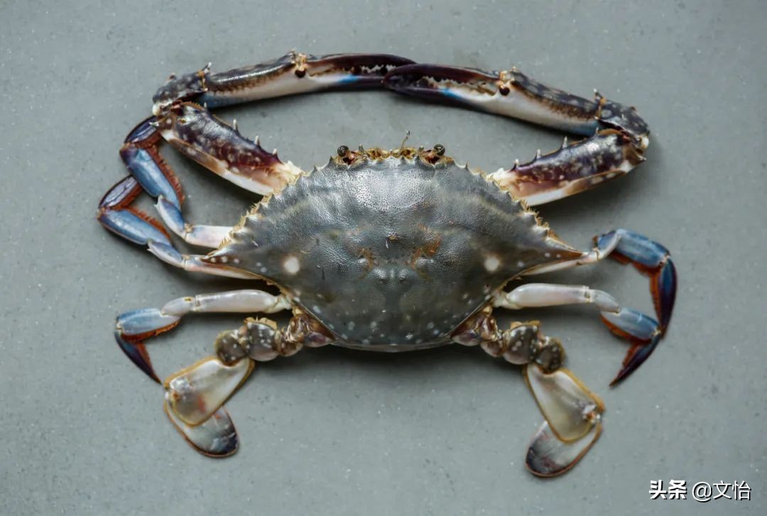 科普河蟹和海蟹的区别,海蟹和河蟹有什么区别在哪里