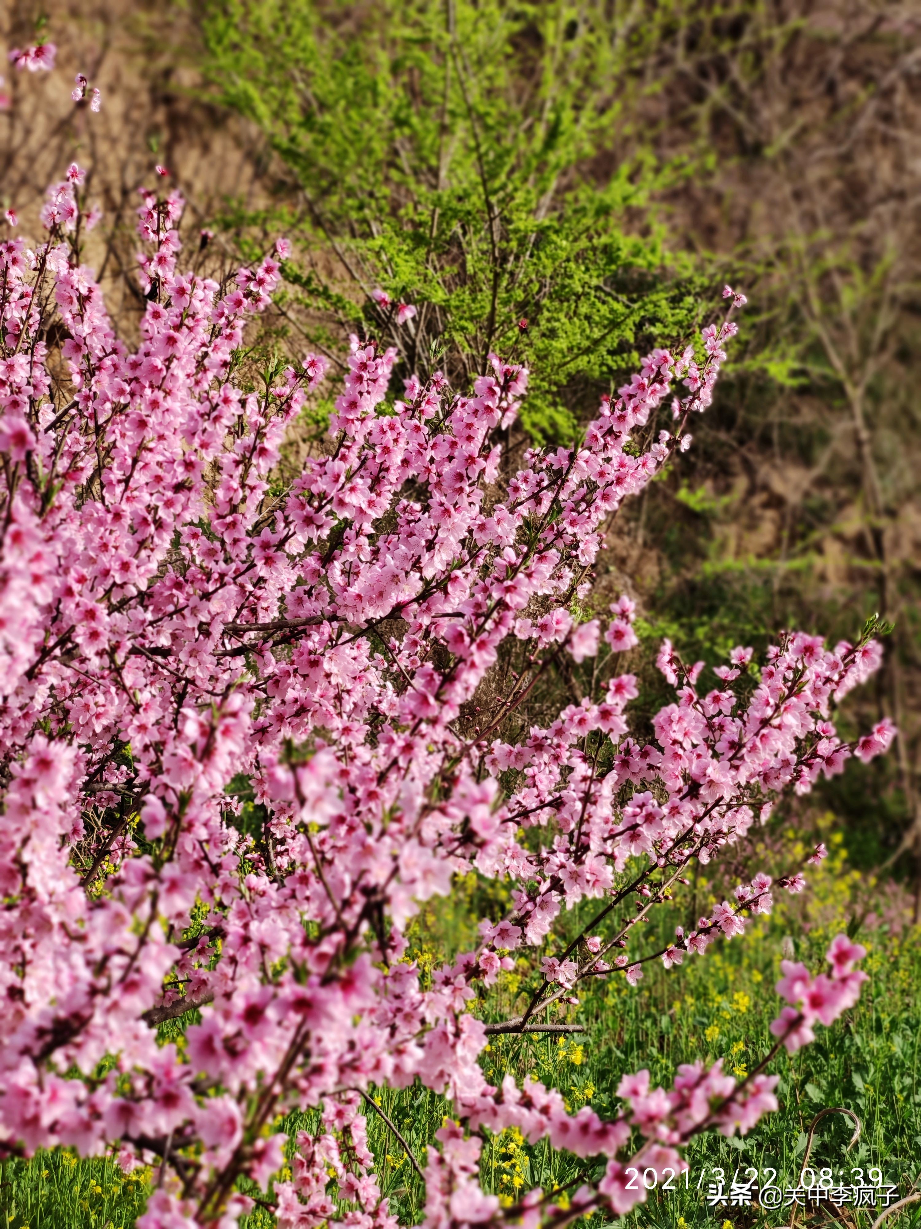 春天来了，这只叫青皮的旺财也来了