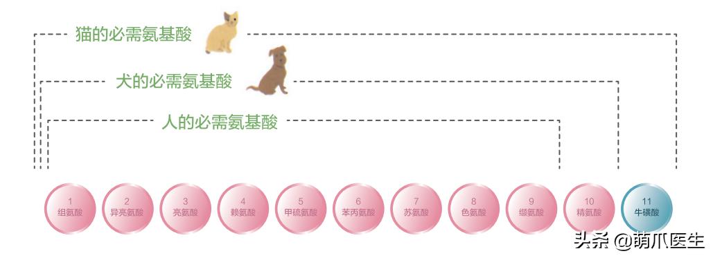 猫拉完屎还满屋疯跑？铲屎官：想当场自杀