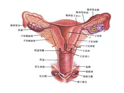有哪些妇科病会影响宝宝,有妇科炎症会影响宝宝发育吗