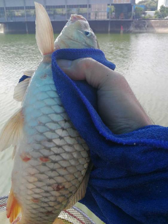 本汀金迦潘强硬弓测评,本汀金迦潘强弓鱼竿测评