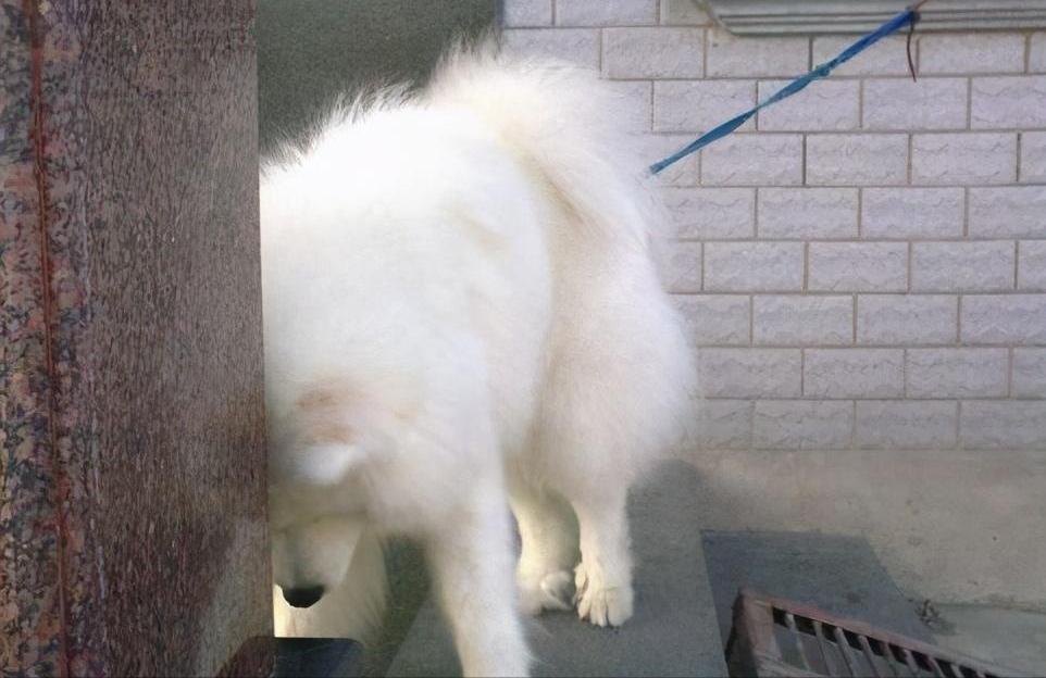 狗狗身体求救表现,狗狗的六大求救信号