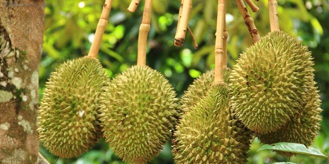 吸血鬼制造者,吸血鬼创造者