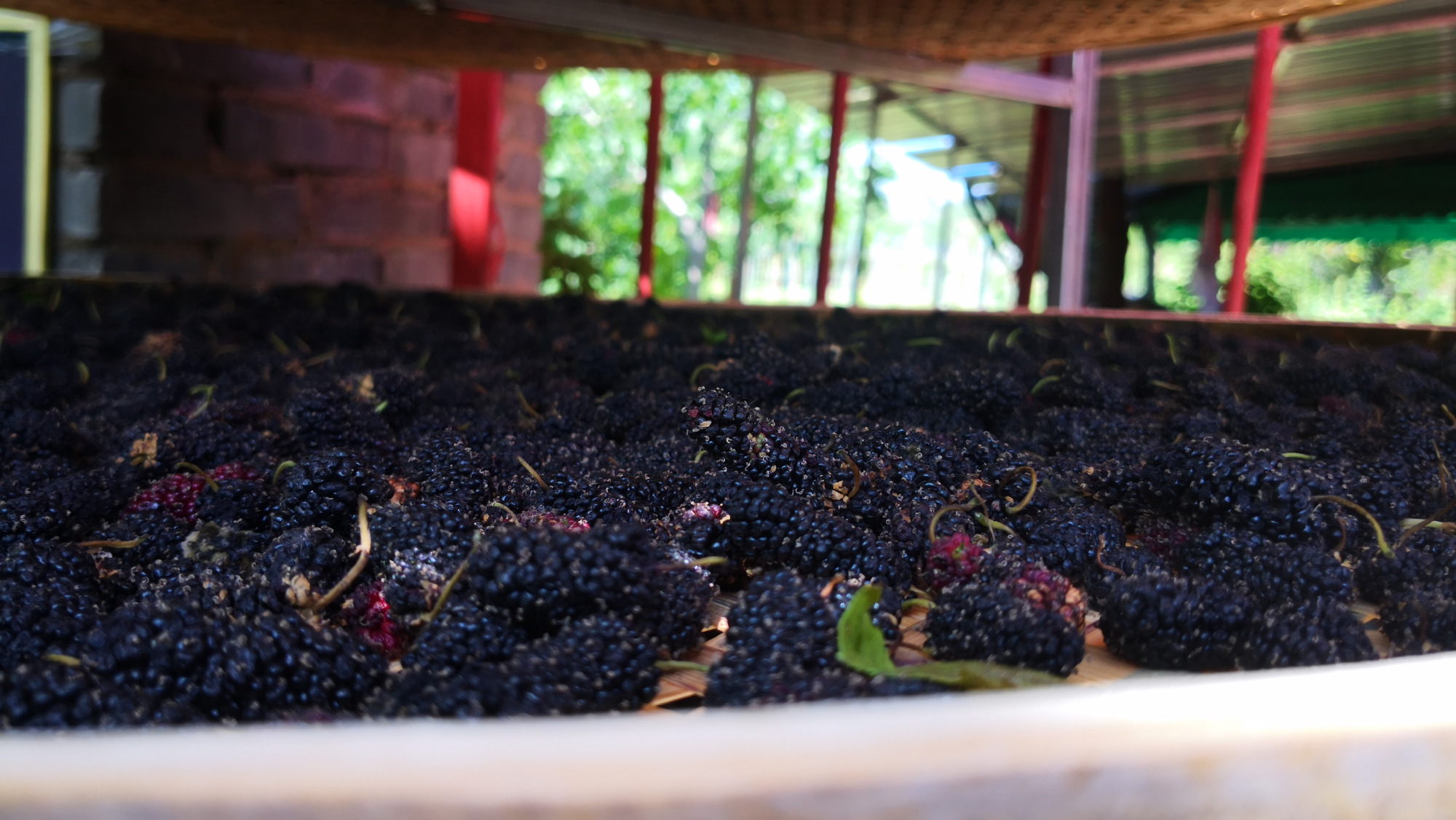 桑葚枸杞酒五味子的正确泡法,桑葚泡酒的正确流程