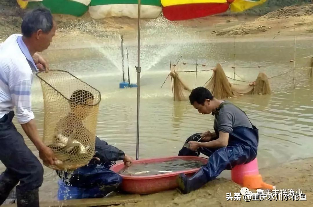 草鱼人工注射疫苗操作的十二要点