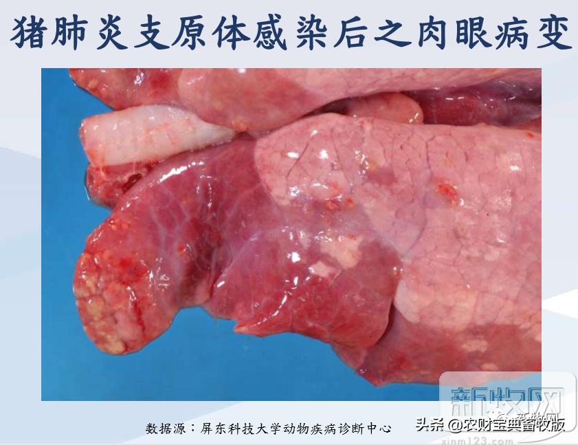 一头猪利润1000,一头肥猪能赚多少钱