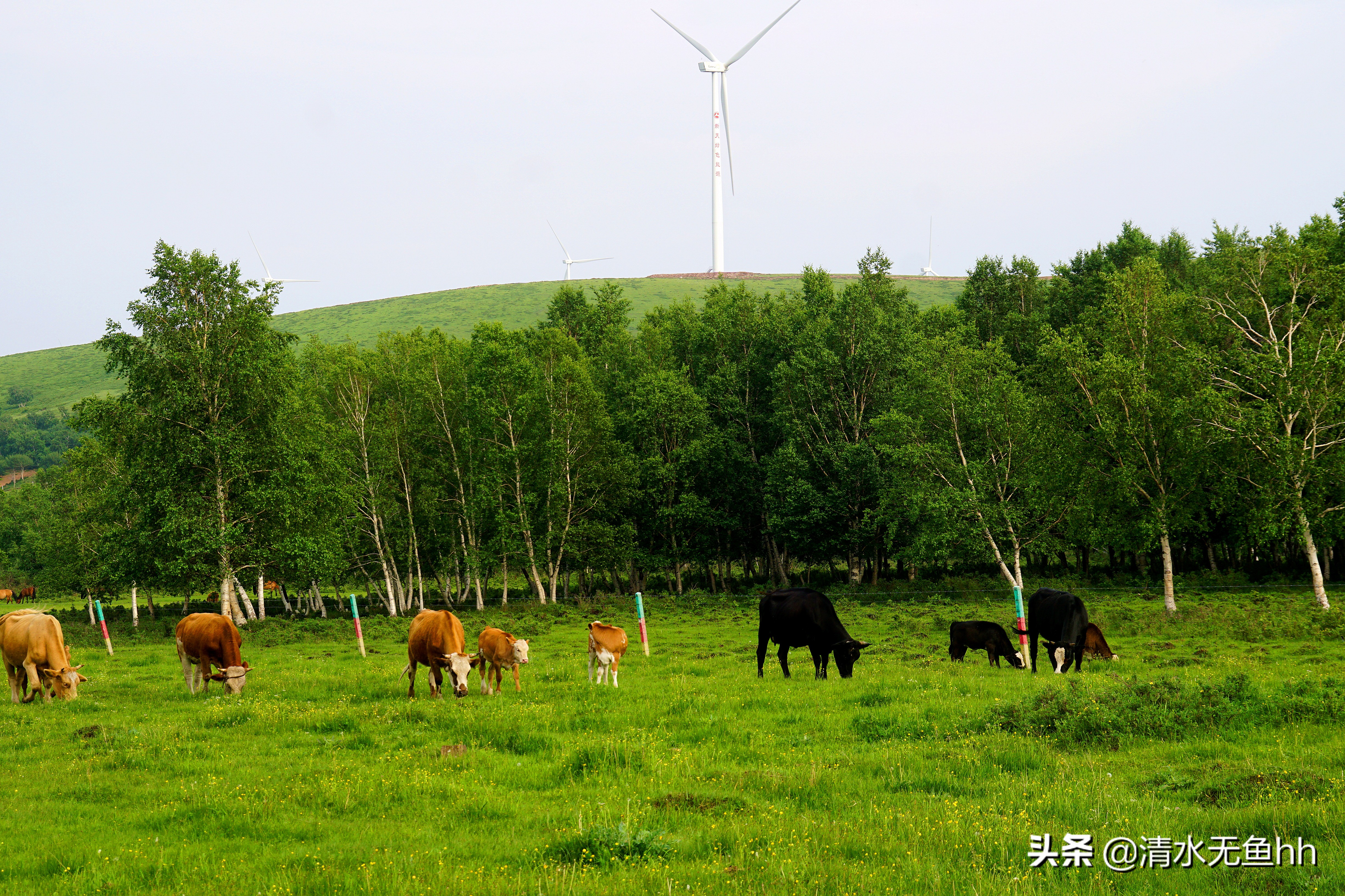 京北第一天路草原最全攻略,京北第一天路自驾攻略