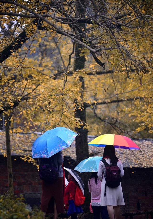 国家地理100个最美景观摄影点,全国银杏观赏地图