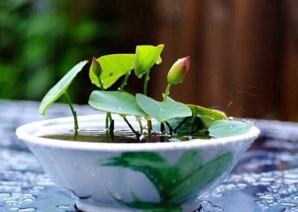夏季养碗莲，叶子圆润花型雅致，给家里添贵气，花开十里飘香
