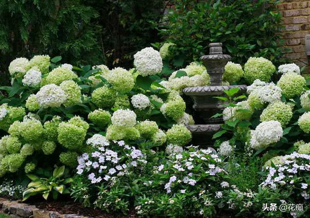 什么花开得好看又好养,开花非常好看且又好养