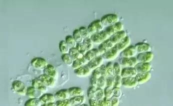 鱼类水产养殖需要哪些藻类,水产养殖显微镜下各种藻类