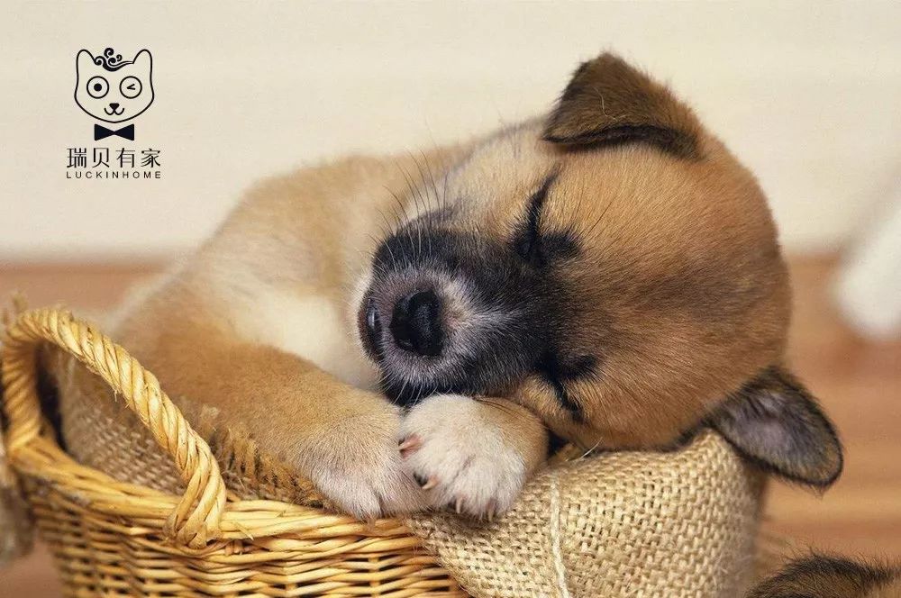 狗狗常见的皮肤病怎么整治,狗狗常见皮肤疾病