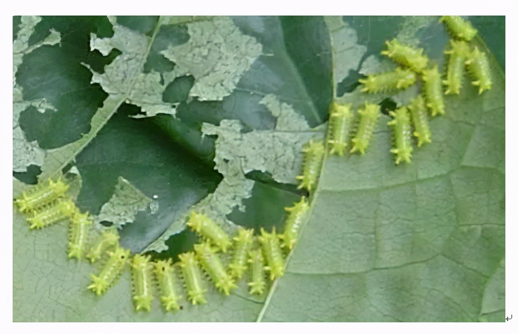 防蝇防鼠防蟑螂措施,如何防鼠防虫害