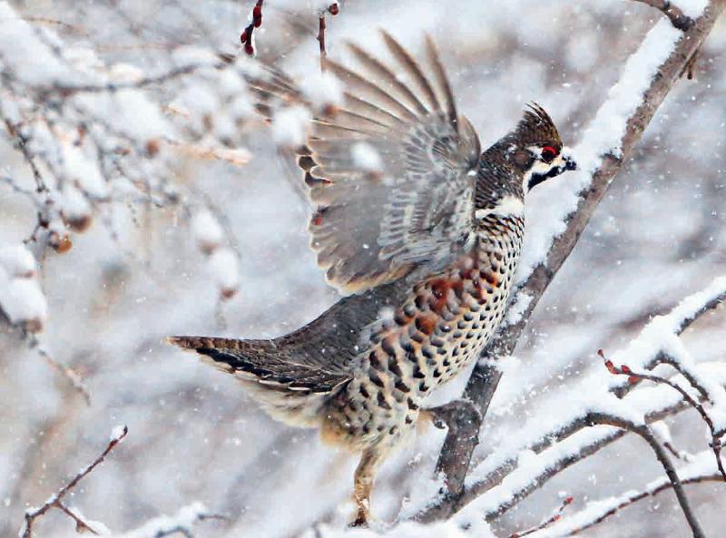 林草科普|兴安“飞龙”花尾榛鸡