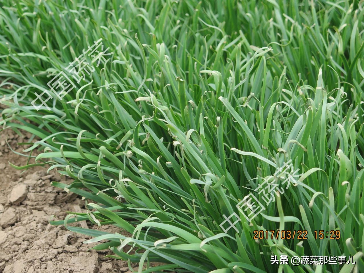 自己种的韭菜为什么干尖,韭菜干尖是什么原因怎样防治