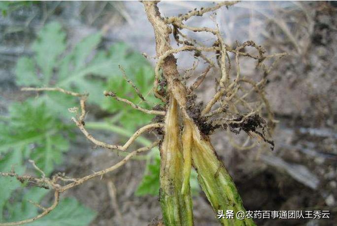 西瓜枯萎病和烂根怎么防治,西瓜枯萎病最好的防治方法
