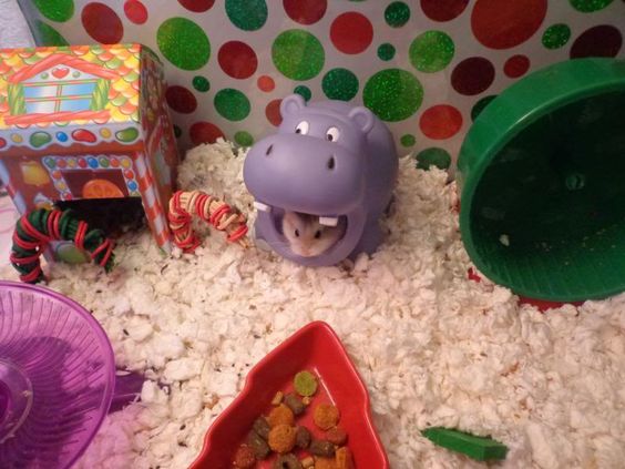 仓鼠会喂养自己的孩子吗,仓鼠可以当宠物吗