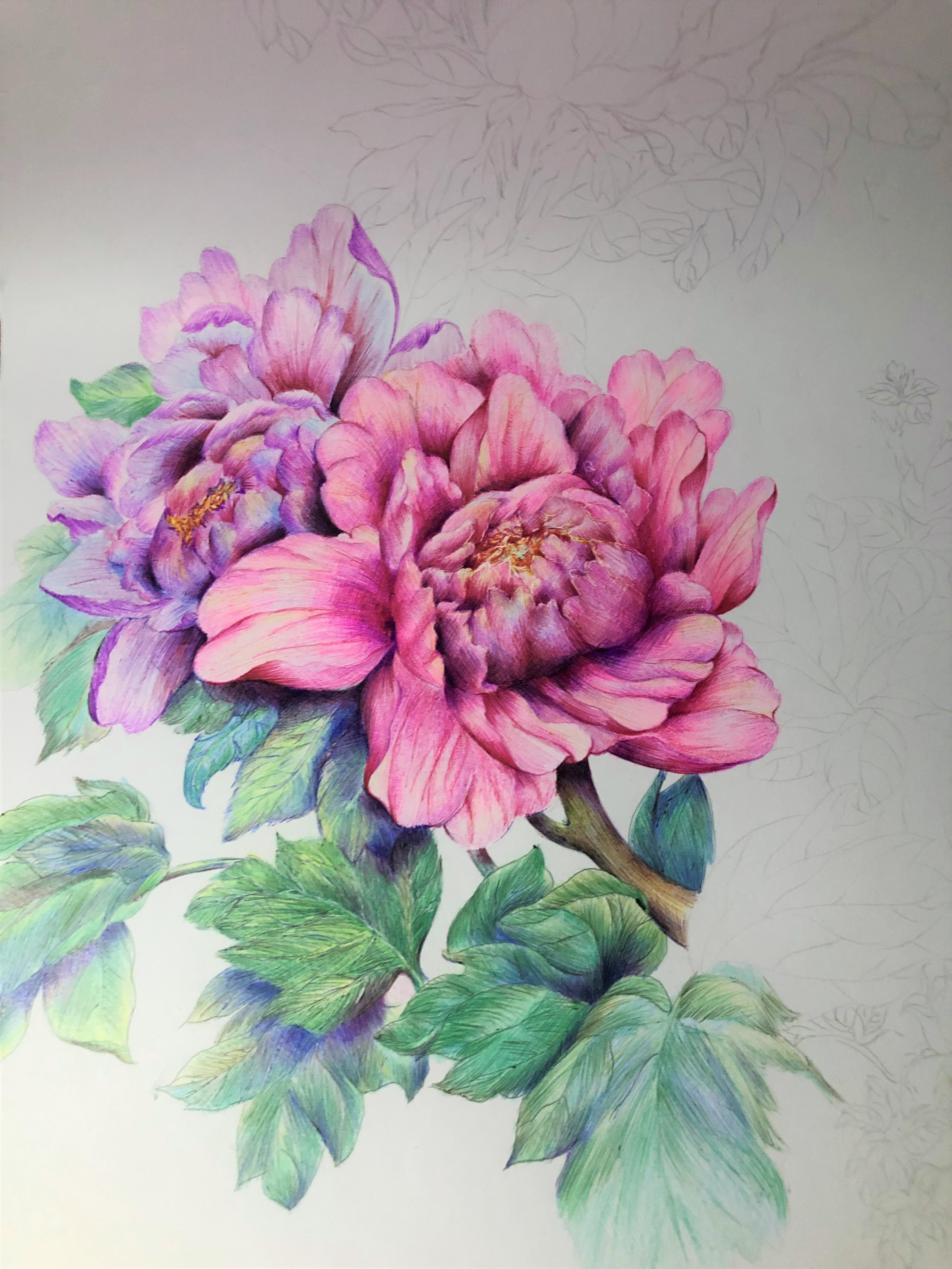 圆珠笔画牡丹教学,圆珠笔画牡丹的画法