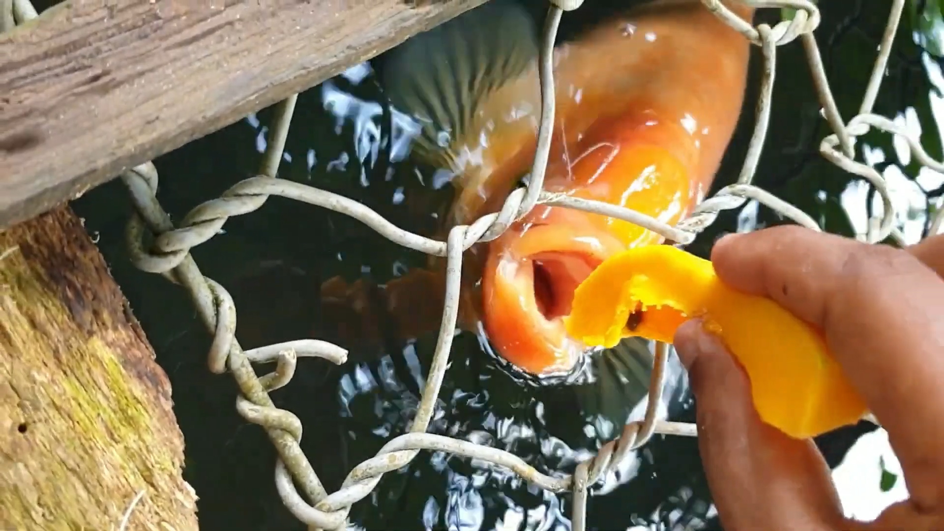 招财鱼怎么养才能长得快些,招财鱼怎么养才能更旺盛